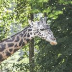 Lehigh Valley Zoo Community Health Day