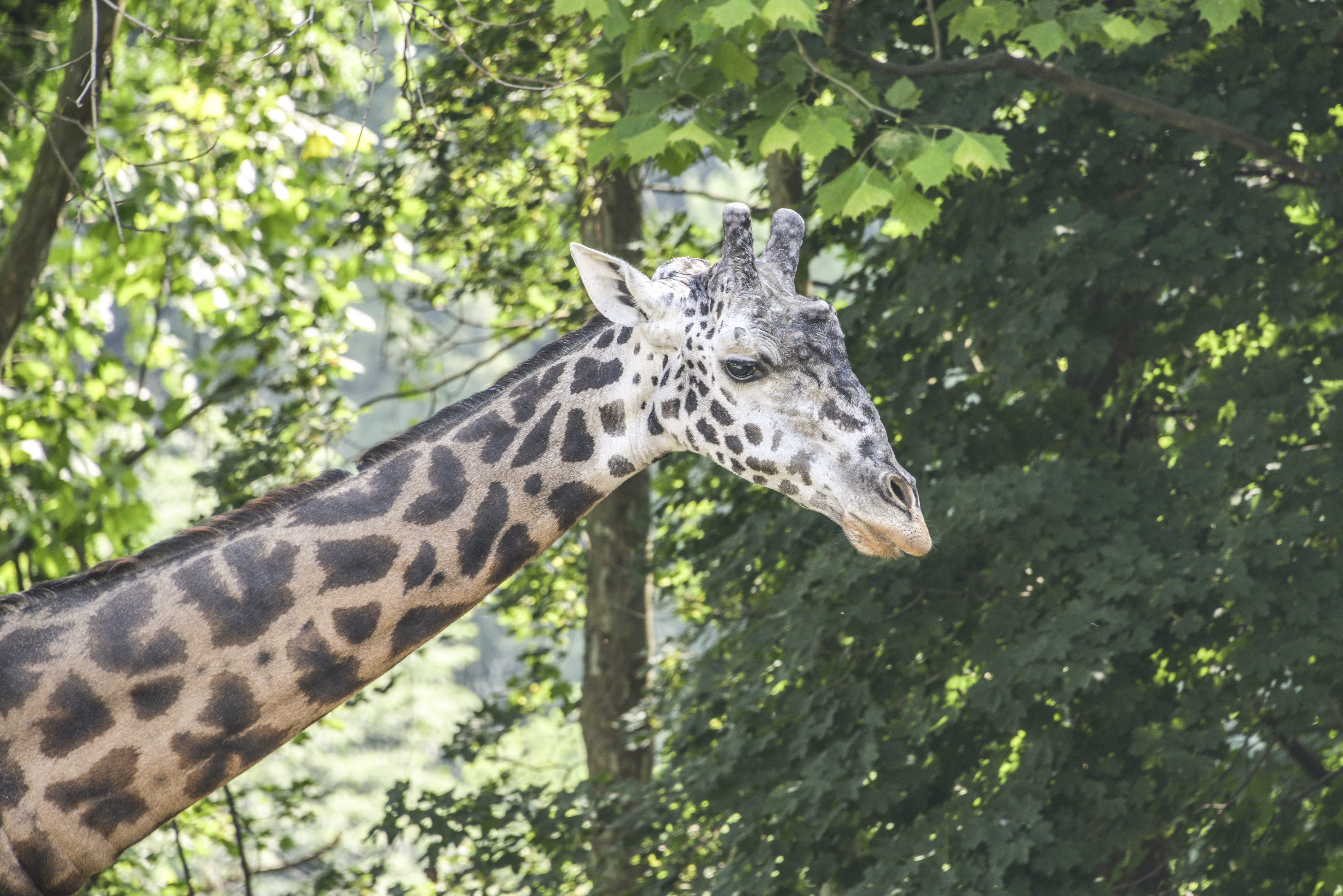 Lehigh Valley Zoo Community Health Day