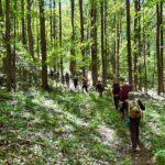 EMHR’s International Forest Day Hike at Salt Springs Park