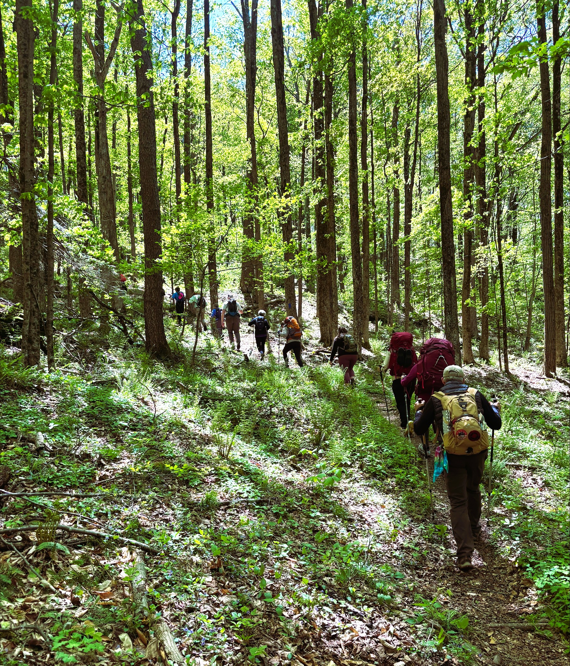EMHR’s International Forest Day Hike at Salt Springs Park