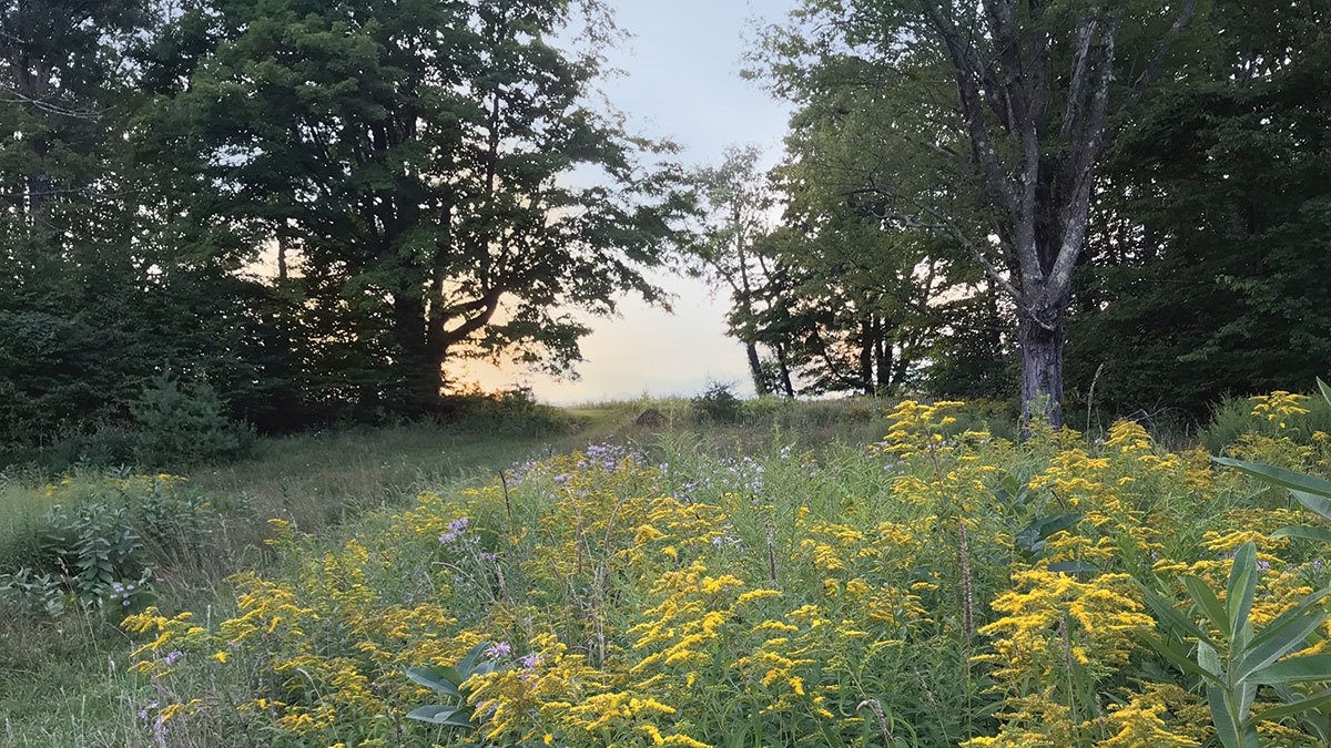 Sunset Wellness Walk