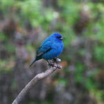 Morning Bird Walk