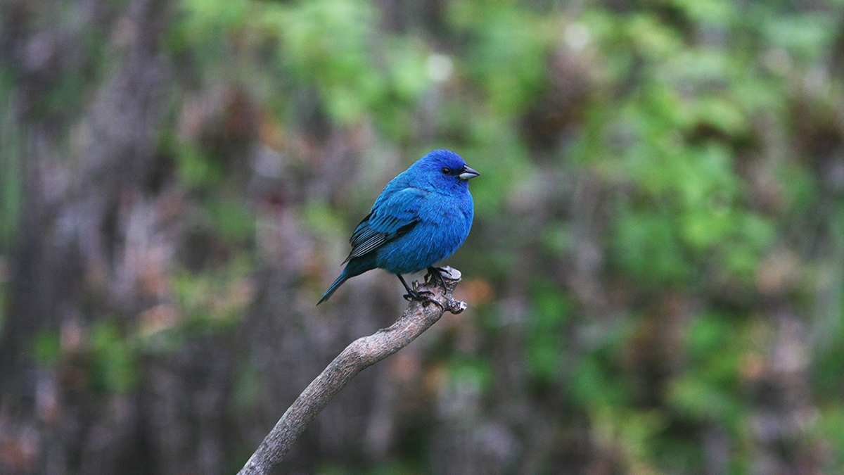 Morning Bird Walk