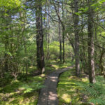Autumn Bog Walk at Long Swamp