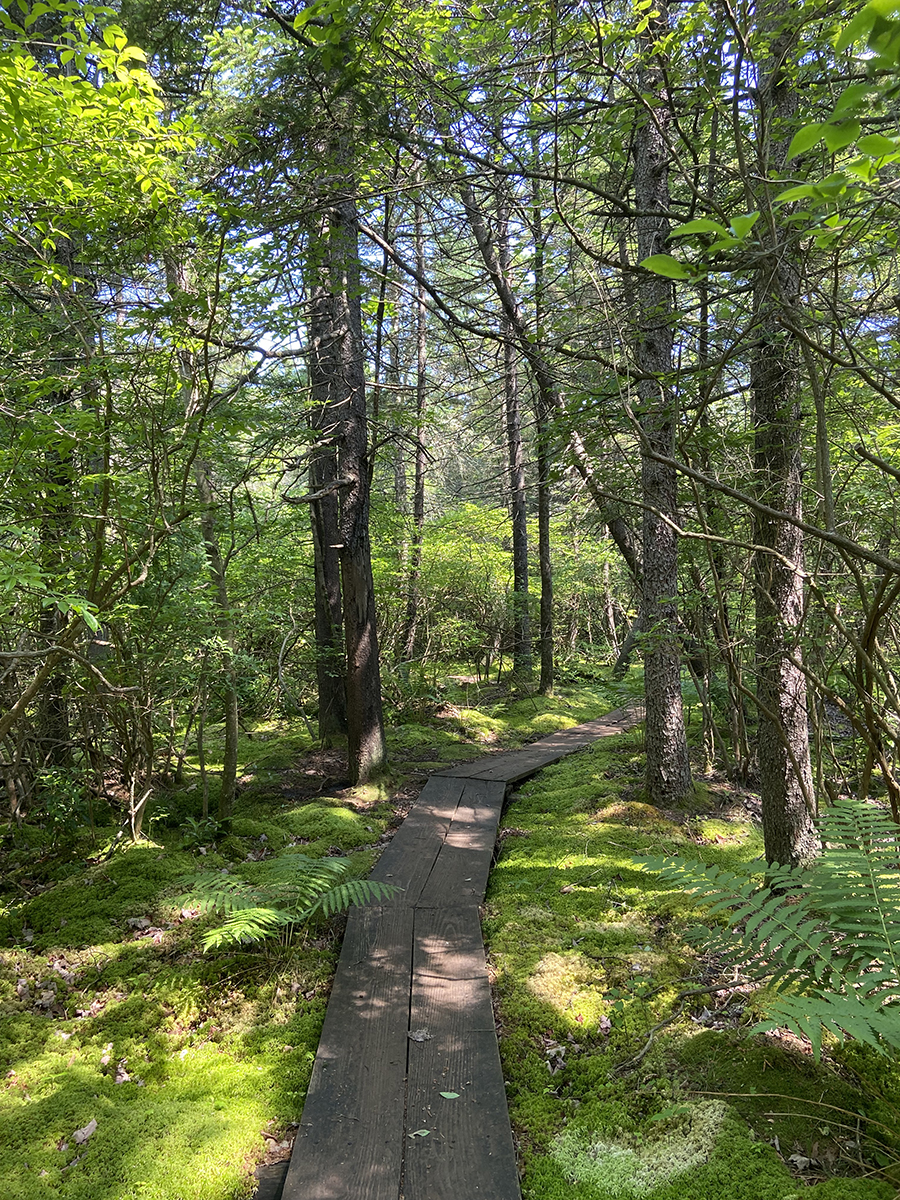 Autumn Bog Walk at Long Swamp